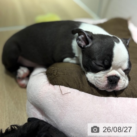 兵庫県のボストンテリア (ペットプラス 神戸三宮店/2026年6月19日生まれ/男の子/ボストンカラー)の子犬の4枚目の画像