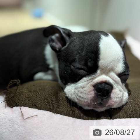 兵庫県のボストンテリア (ペットプラス 神戸三宮店/2026年6月19日生まれ/男の子/ボストンカラー)の子犬の3枚目の画像