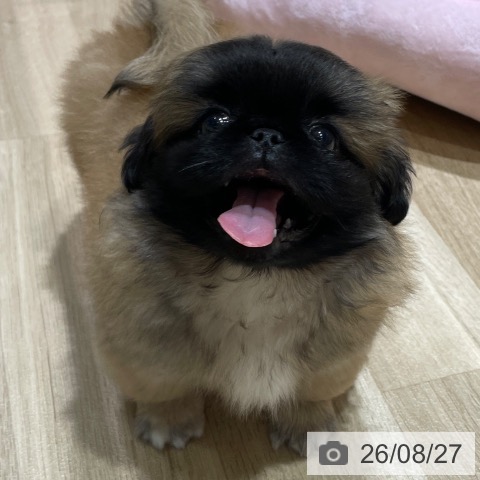 ペキニーズの写真