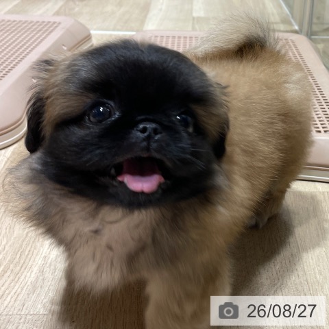 ペキニーズの写真
