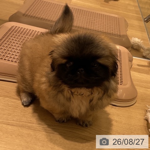 ペキニーズの写真
