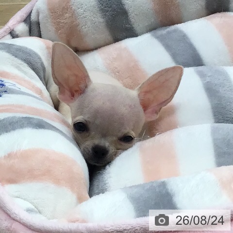 岐阜県のチワワ(ロング) (ペットプラス 各務原店/2026年6月14日生まれ/男の子/クリーム)の子犬の4枚目の画像