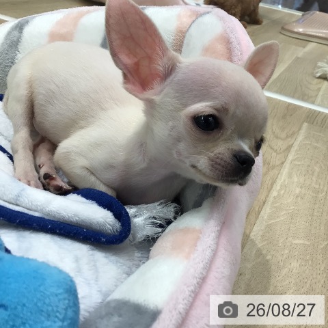 チワワの写真