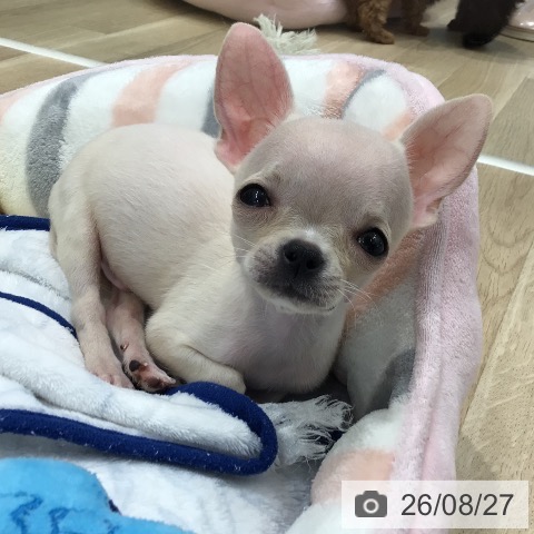チワワの写真
