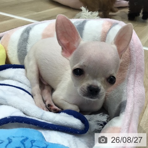 チワワの写真