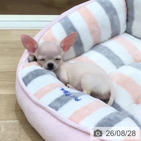 チワワの写真