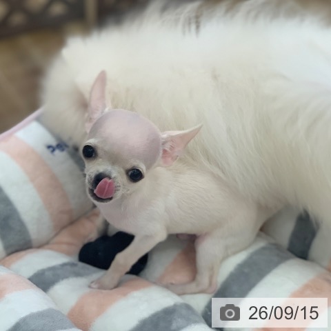 岐阜県のチワワ(ロング) (ペットプラス 光ケ丘店/2026年6月14日生まれ/男の子/クリーム)の子犬の4枚目の画像
