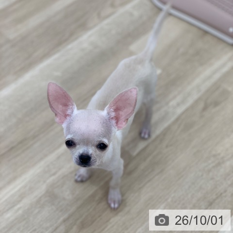 岐阜県のチワワ(ロング) (ペットプラス 光ケ丘店/2026年6月14日生まれ/男の子/クリーム)の子犬の4枚目の画像