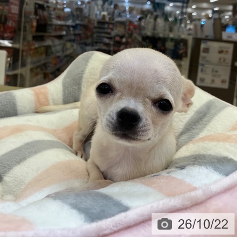 三重県のチワワ(ロング) (ペッツワン 桑名店/2026年6月14日生まれ/男の子/クリーム)の子犬の4枚目の画像