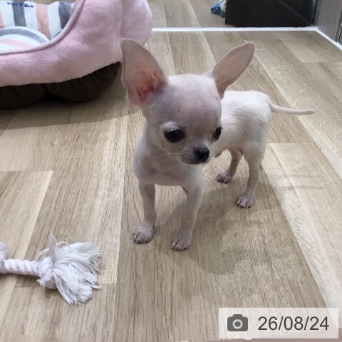 岐阜県のチワワ(ロング) (ペットプラス 各務原店/2026年6月14日生まれ/男の子/クリーム)の子犬の3枚目の画像
