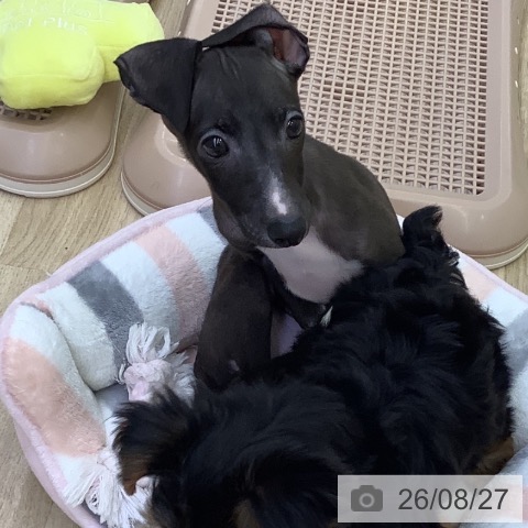 イタリアン・グレーハウンドの写真