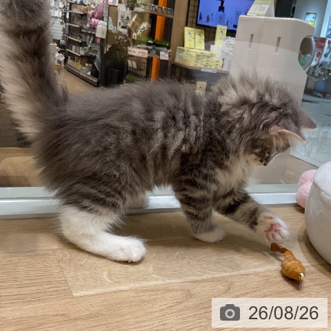 ノルウェージャンフォレストキャットの写真