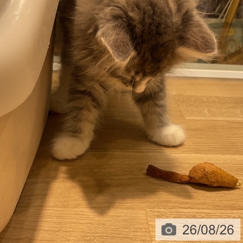 ノルウェージャンフォレストキャットの写真