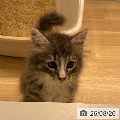 ノルウェージャンフォレストキャットの写真
