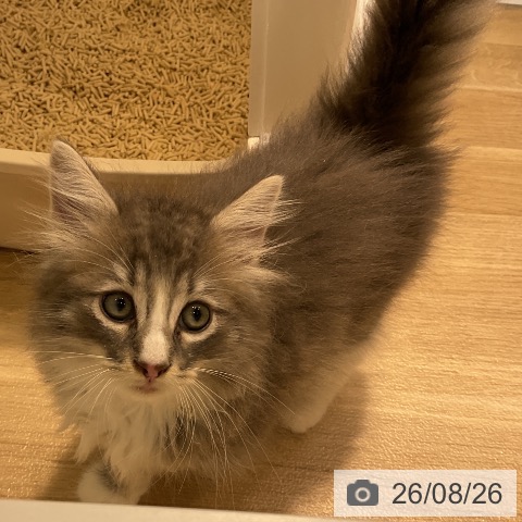 ノルウェージャンフォレストキャットの写真