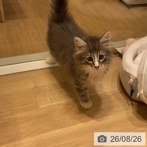 ノルウェージャンフォレストキャットの写真