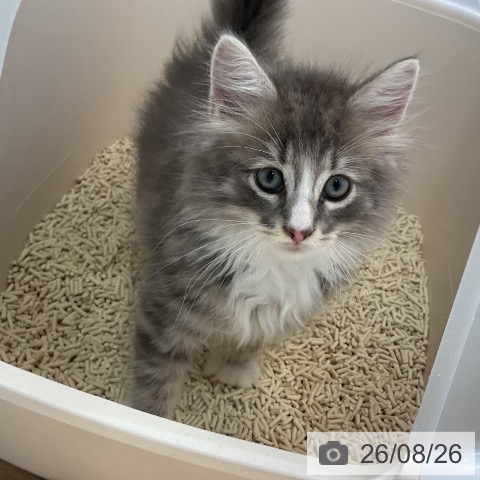 ノルウェージャンフォレストキャットの写真