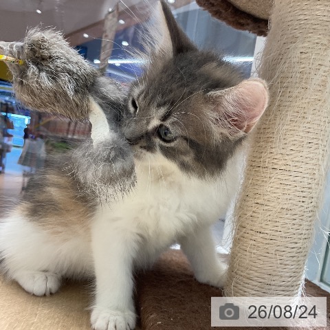 ノルウェージャンフォレストキャットの写真