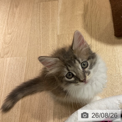 愛知県のノルウェージャンフォレストキャット (ペットプラス イオンモール豊川店/2026年6月25日生まれ/女の子/ブルーパッチドマッカレルタビーホワイト)の子猫の3枚目の画像