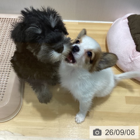 山梨県のパピヨン (ペットプラス 甲府昭和店/2026年6月24日生まれ/男の子/ホワイトブラウン)の子犬の3枚目の画像