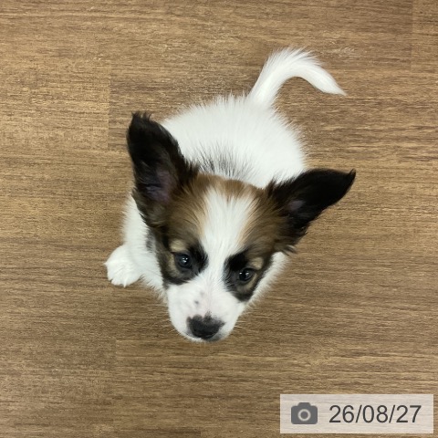 パピヨンの写真
