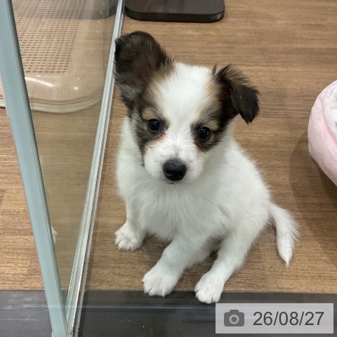 パピヨンの写真