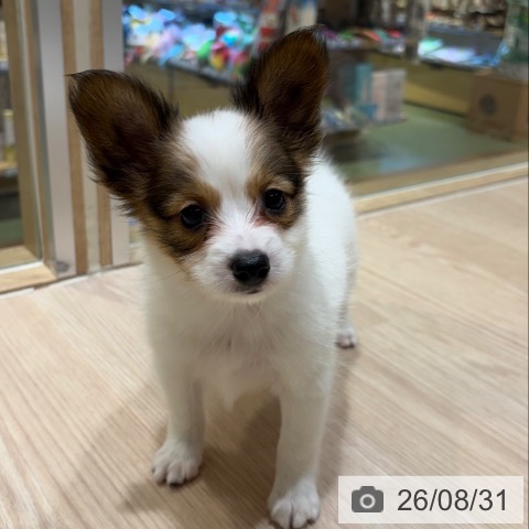 パピヨンの写真