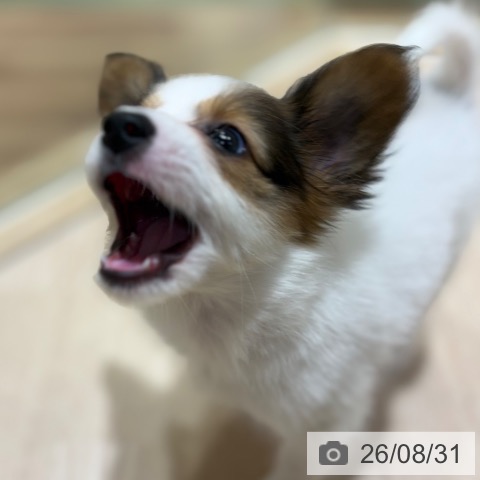 パピヨンの写真
