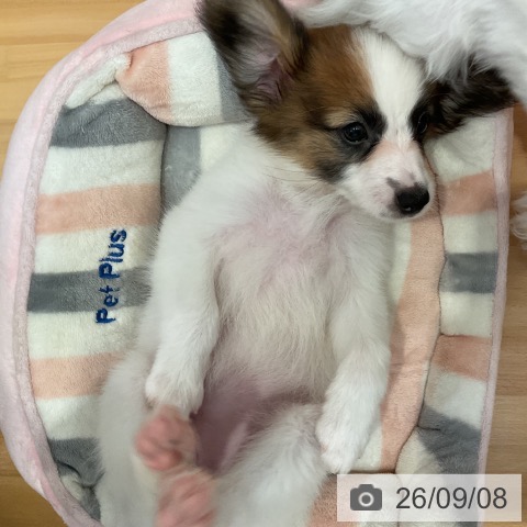 山形県のパピヨン (ペットプラス 天童店/2026年6月24日生まれ/女の子/ホワイトブラウン)の子犬の3枚目の画像