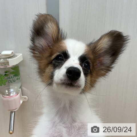 山形県のパピヨン (ペットプラス 天童店/2026年6月24日生まれ/女の子/ホワイトブラウン)の子犬の4枚目の画像