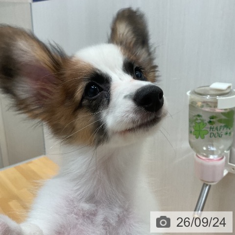 山形県のパピヨン (ペットプラス 天童店/2026年6月24日生まれ/女の子/ホワイトブラウン)の子犬の3枚目の画像