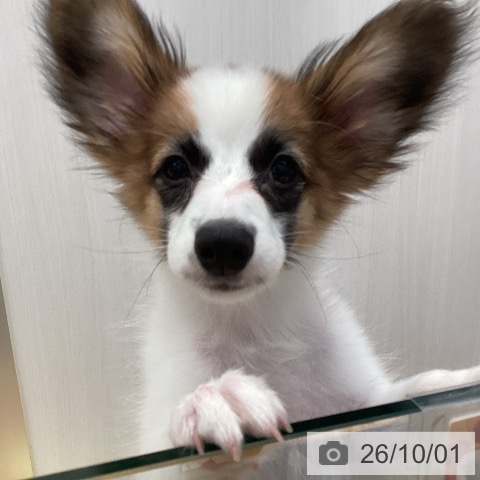 山形県のパピヨン (ペットプラス 天童店/2026年6月24日生まれ/女の子/ホワイトブラウン)の子犬の3枚目の画像