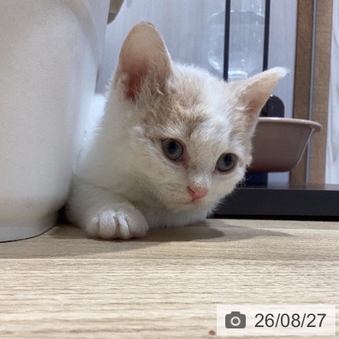岐阜県のセルカークレックス (ペットプラス 各務原店/2026年6月25日生まれ/女の子/クリームタビーホワイト)の子猫の4枚目の画像