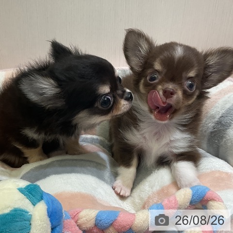 チワワの写真