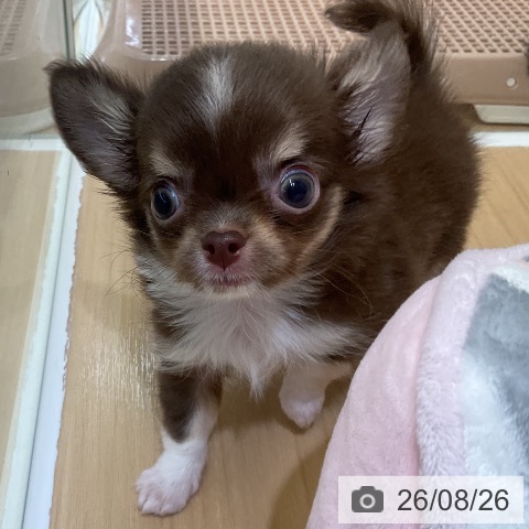 チワワの写真