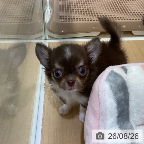 チワワの写真