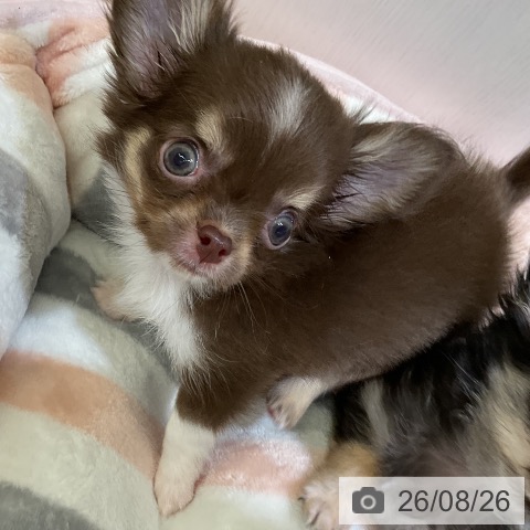 チワワの写真