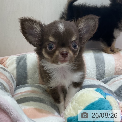 チワワの写真