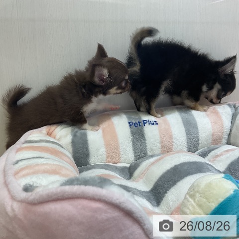 チワワの写真