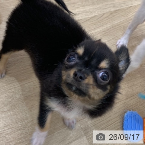 チワワの写真