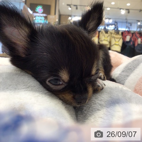 岐阜県のチワワ(ロング) (ペットプラス 各務原店/2026年6月25日生まれ/女の子/ブラックタンホワイト)の子犬の4枚目の画像