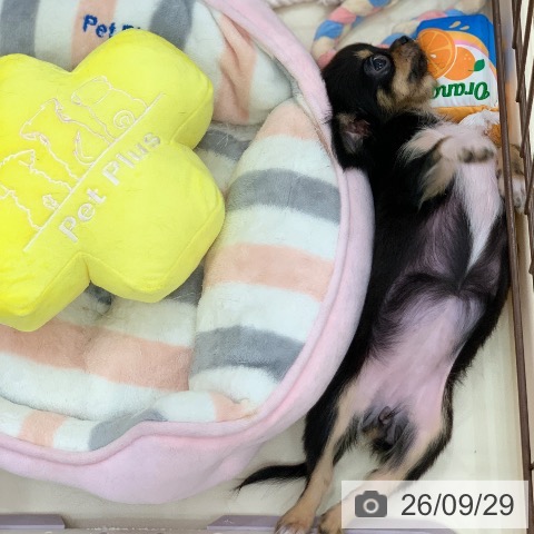 チワワの写真