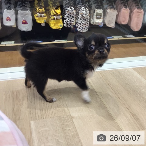 岐阜県のチワワ(ロング) (ペットプラス 各務原店/2026年6月25日生まれ/女の子/ブラックタンホワイト)の子犬の3枚目の画像