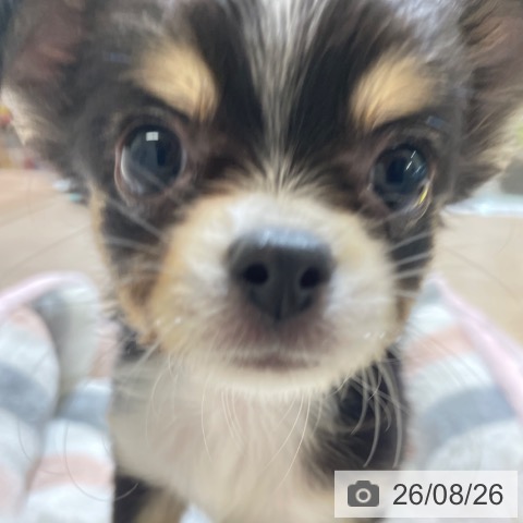 チワワの写真