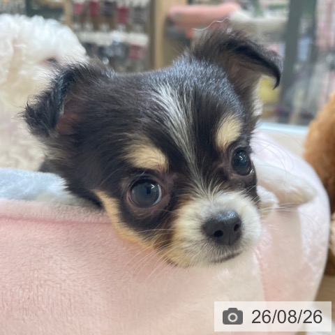 チワワの写真