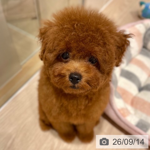 石川県のトイプードル(トイ) (ペットプラス かほく店/2026年6月25日生まれ/男の子/レッド)の子犬の3枚目の画像