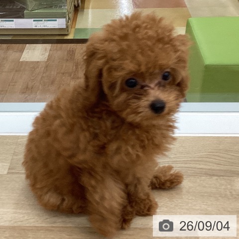 愛知県のトイプードル(トイ) (ペットプラス みなと店/2026年6月25日生まれ/男の子/レッド)の子犬の3枚目の画像
