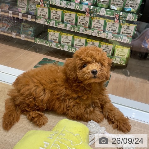 愛知県のトイプードル(トイ) (ペットプラス イオンモール豊川店/2026年6月25日生まれ/男の子/レッド)の子犬の4枚目の画像