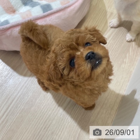 富山県のトイプードル(トイ) (ペットプラス 高岡店/2026年6月26日生まれ/女の子/レッド)の子犬の4枚目の画像