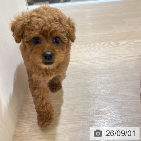 富山県のトイプードル(トイ) (ペットプラス 高岡店/2026年6月26日生まれ/女の子/レッド)の子犬の3枚目の画像